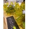 Lampe de bureau LED vert Flamenca